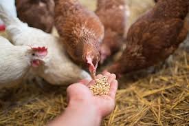 Poultry nutrition