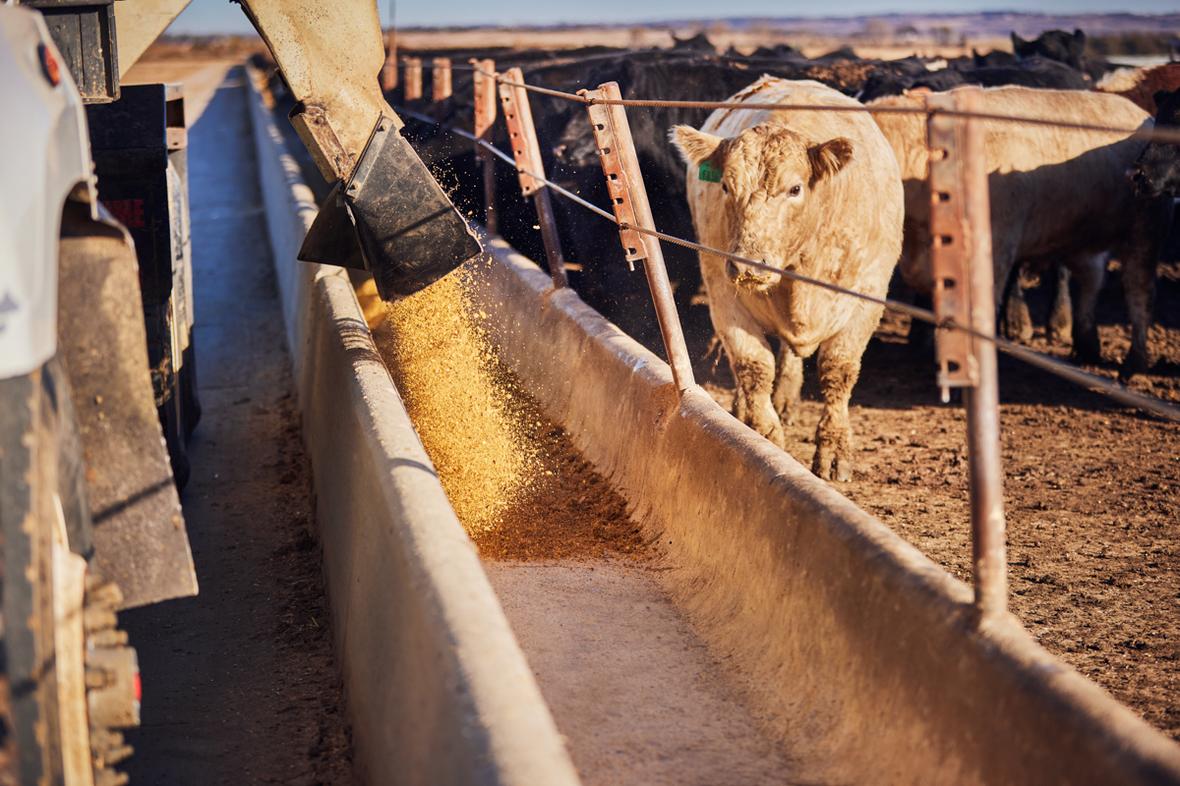 Healthy livestock receiving farm nutrition support